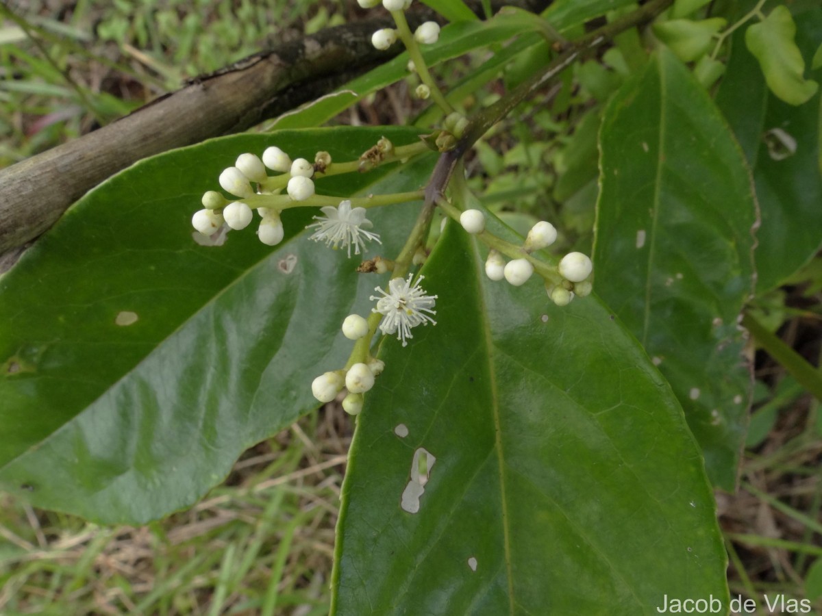 Symplocos acuminata (Blume) Miq.